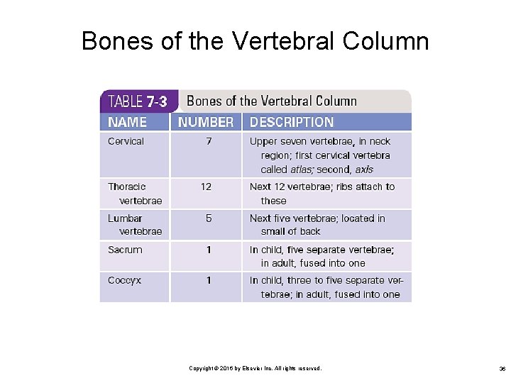 Bones of the Vertebral Column Copyright © 2016 by Elsevier Inc. All rights reserved.