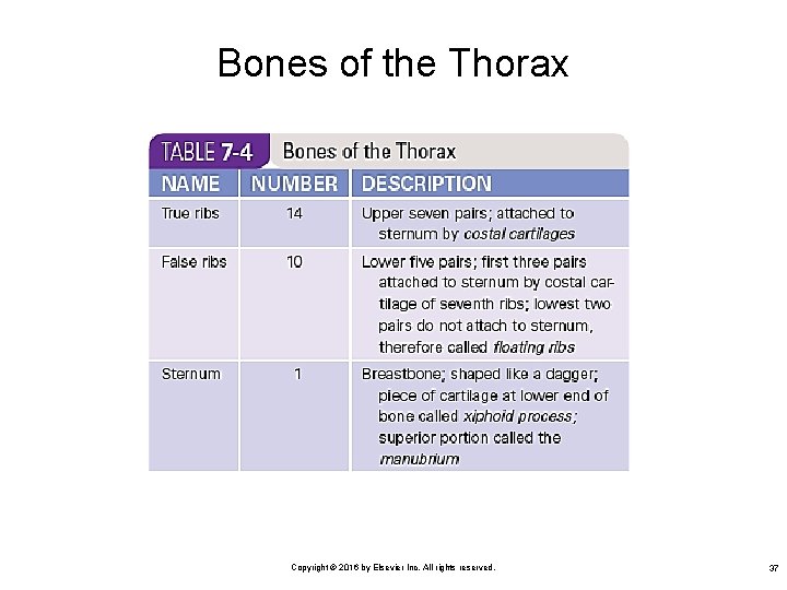 Bones of the Thorax Copyright © 2016 by Elsevier Inc. All rights reserved. 37