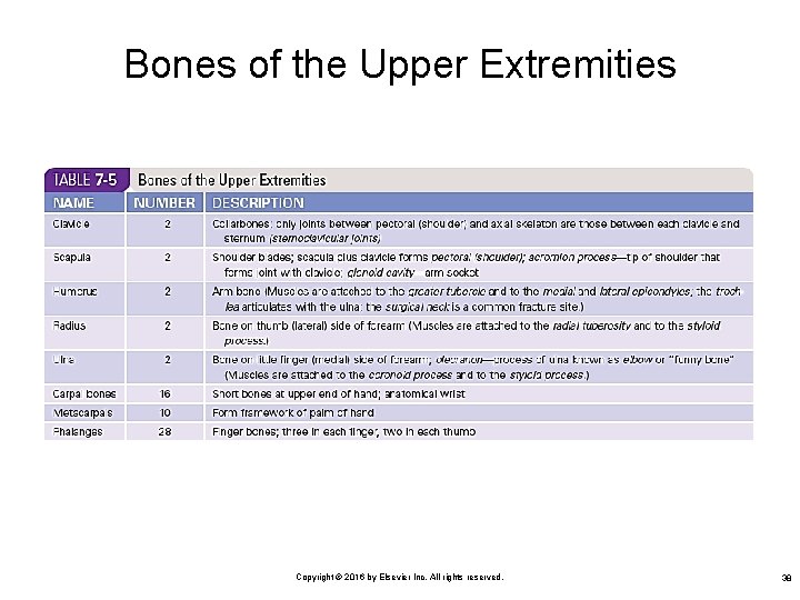 Bones of the Upper Extremities Copyright © 2016 by Elsevier Inc. All rights reserved.