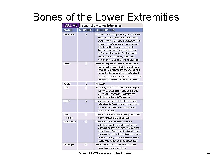 Bones of the Lower Extremities Copyright © 2016 by Elsevier Inc. All rights reserved.