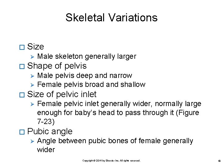 Skeletal Variations � Size Ø � Shape of pelvis Ø Ø � Male pelvis