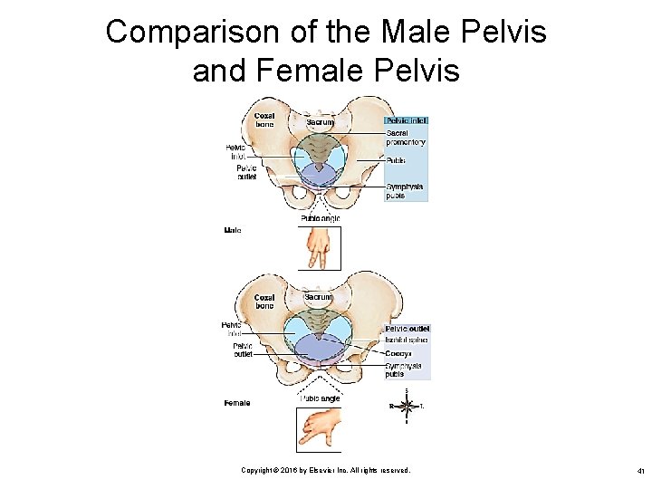 Comparison of the Male Pelvis and Female Pelvis Copyright © 2016 by Elsevier Inc.