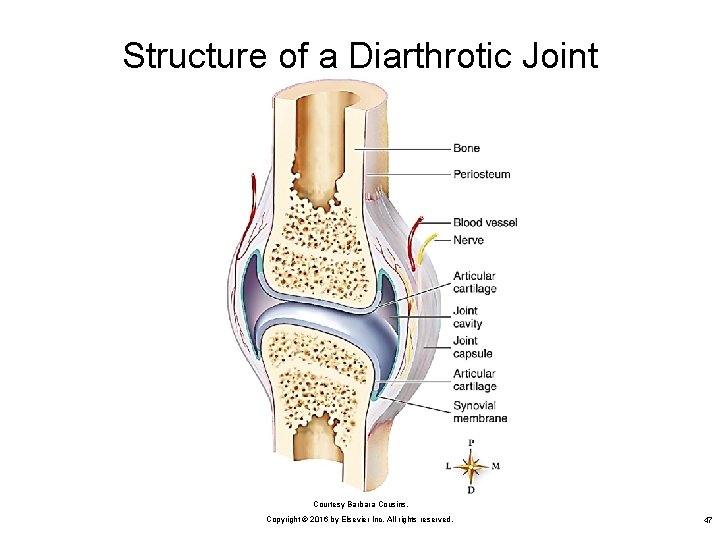 Structure of a Diarthrotic Joint Courtesy Barbara Cousins. Copyright © 2016 by Elsevier Inc.