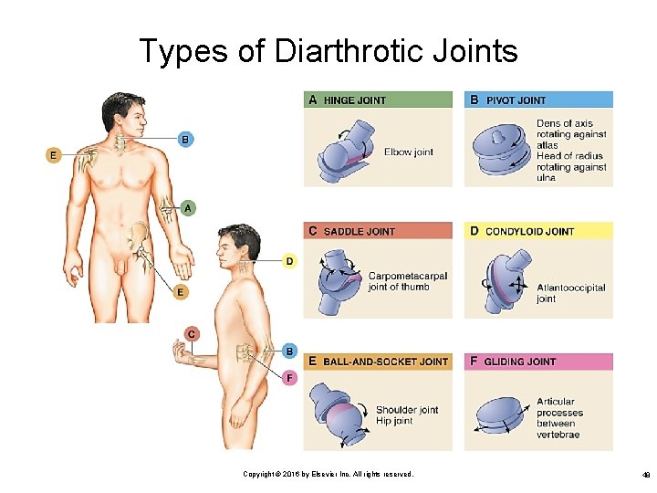 Types of Diarthrotic Joints Copyright © 2016 by Elsevier Inc. All rights reserved. 48