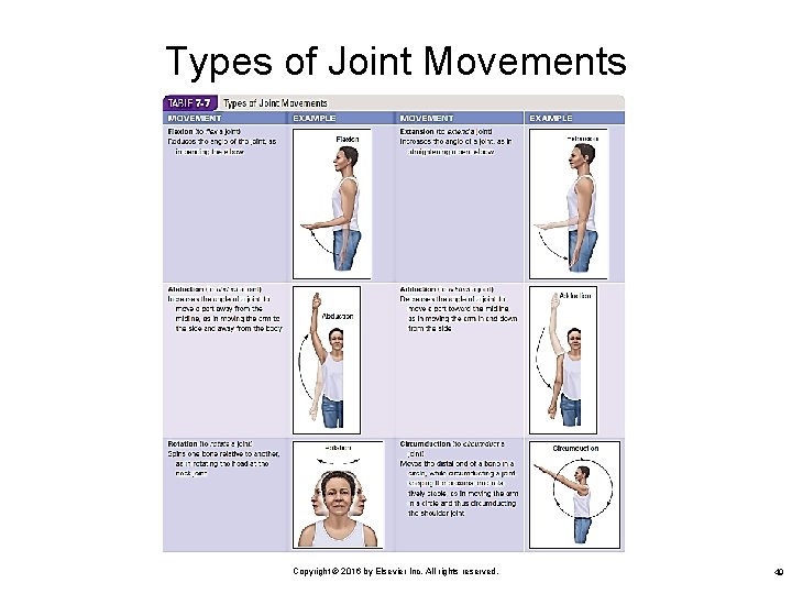 Types of Joint Movements Copyright © 2016 by Elsevier Inc. All rights reserved. 49