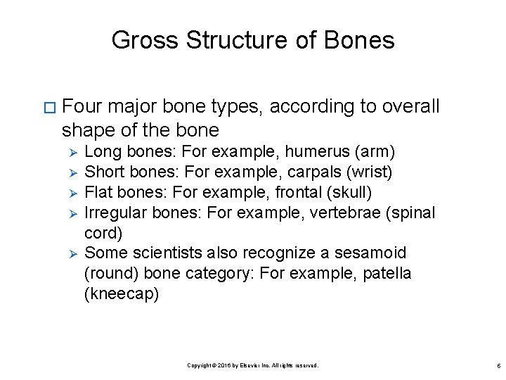 Gross Structure of Bones � Four major bone types, according to overall shape of