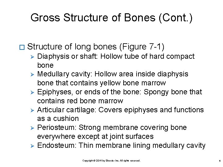 Gross Structure of Bones (Cont. ) � Structure of long bones (Figure 7 -1)