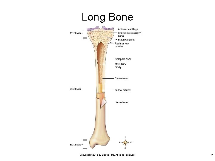 Long Bone Copyright © 2016 by Elsevier Inc. All rights reserved. 7 