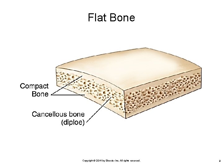 Flat Bone Copyright © 2016 by Elsevier Inc. All rights reserved. 9 