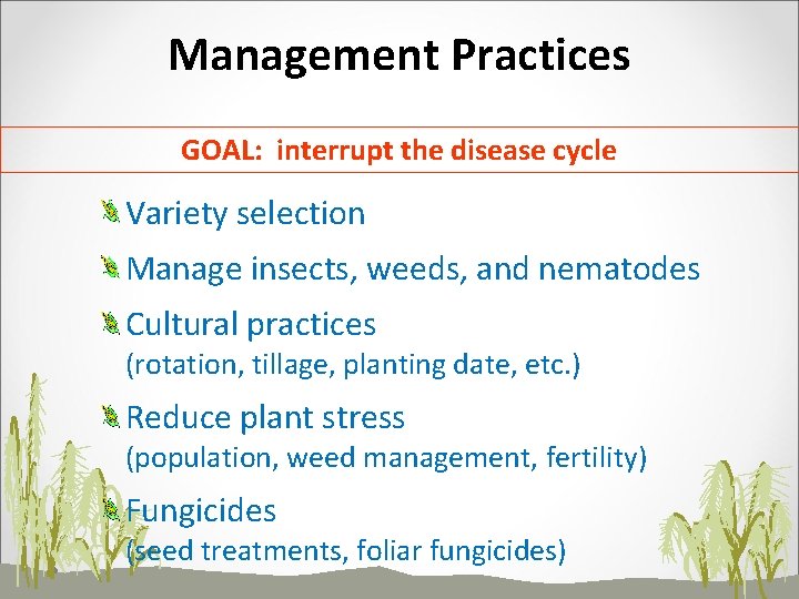 Management Practices GOAL: interrupt the disease cycle Variety selection Manage insects, weeds, and nematodes