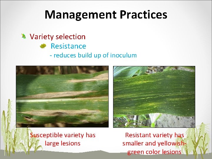 Management Practices Variety selection Resistance - reduces build up of inoculum Susceptible variety has