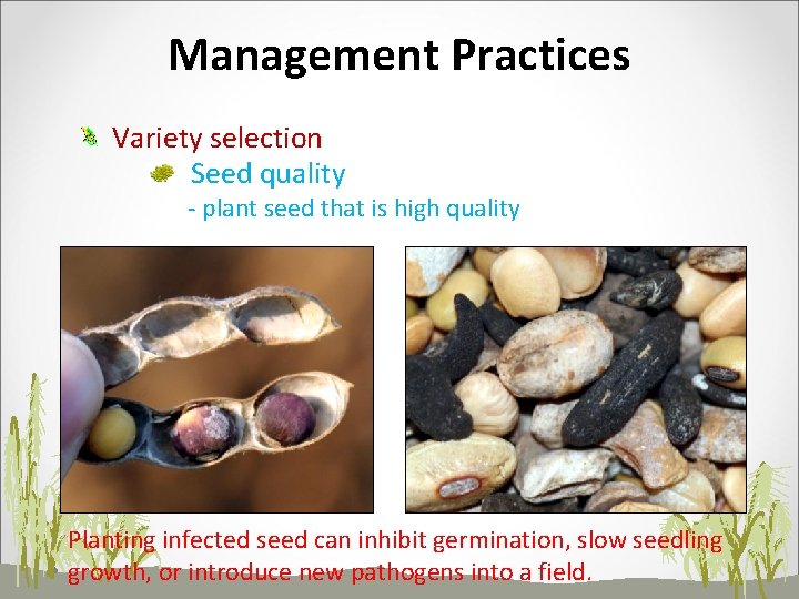 Management Practices Variety selection Seed quality - plant seed that is high quality Planting