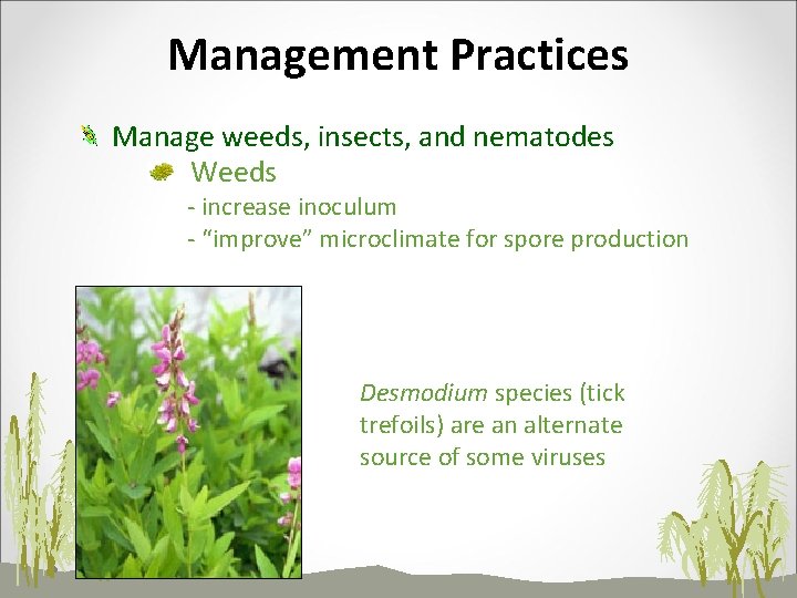 Management Practices Manage weeds, insects, and nematodes Weeds - increase inoculum - “improve” microclimate