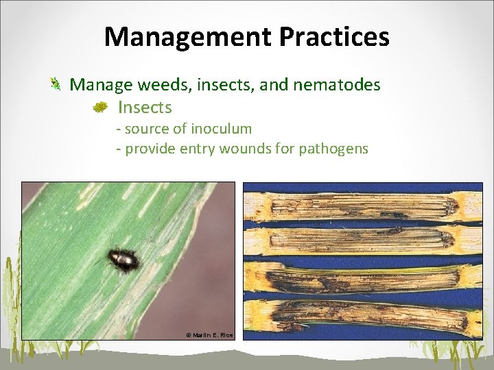 Management Practices Manage weeds, insects, and nematodes Insects - source of inoculum - provide