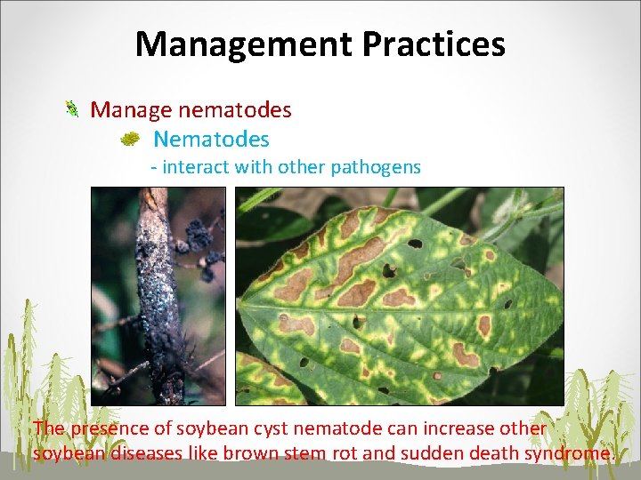 Management Practices Manage nematodes Nematodes - interact with other pathogens The presence of soybean