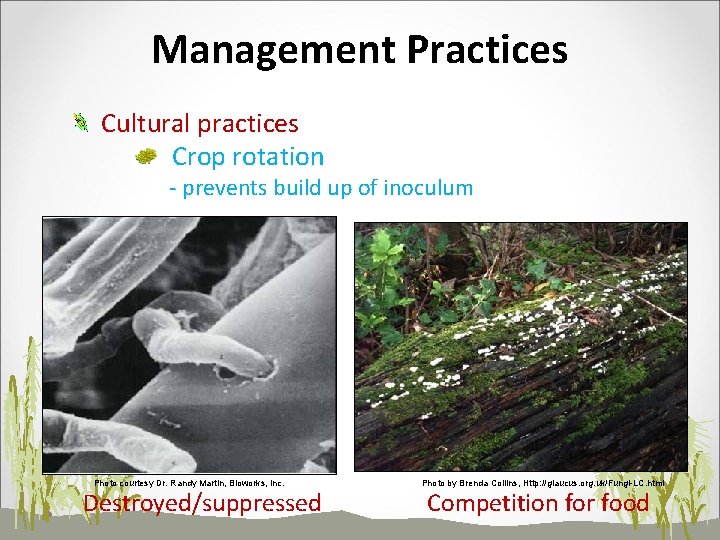 Management Practices Cultural practices Crop rotation - prevents build up of inoculum Photo courtesy