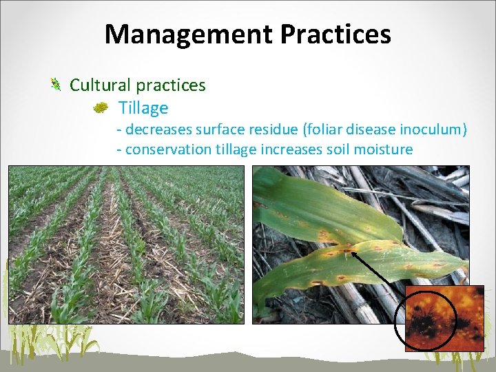 Management Practices Cultural practices Tillage - decreases surface residue (foliar disease inoculum) - conservation