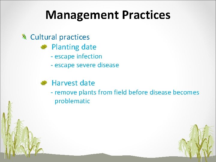 Management Practices Cultural practices Planting date - escape infection - escape severe disease Harvest