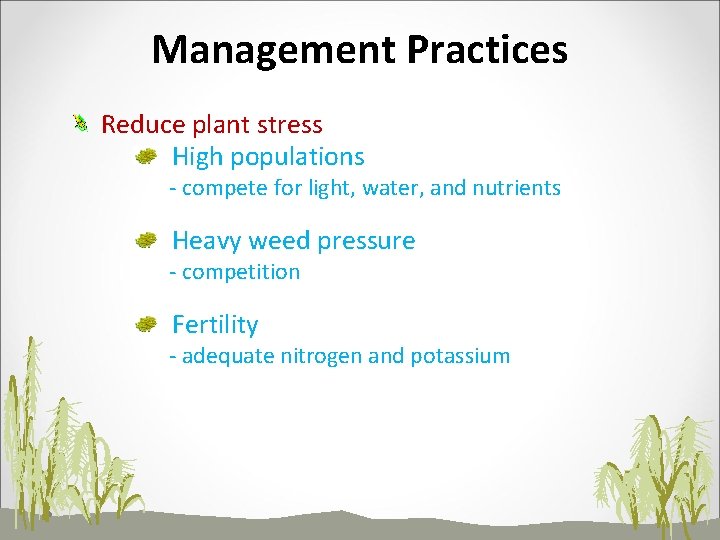 Management Practices Reduce plant stress High populations - compete for light, water, and nutrients