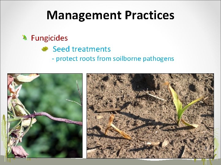 Management Practices Fungicides Seed treatments - protect roots from soilborne pathogens 