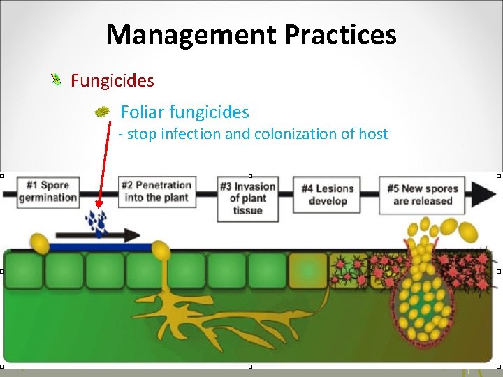 Management Practices Fungicides Foliar fungicides - stop infection and colonization of host Syngenta 