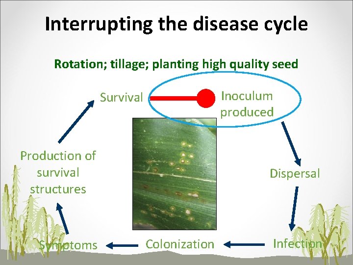 Interrupting the disease cycle Rotation; tillage; planting high quality seed Inoculum produced Survival Production