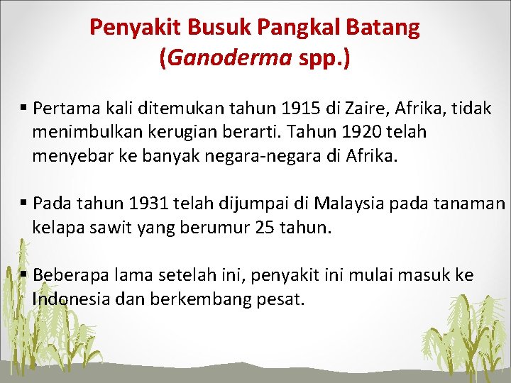 Penyakit Busuk Pangkal Batang (Ganoderma spp. ) § Pertama kali ditemukan tahun 1915 di