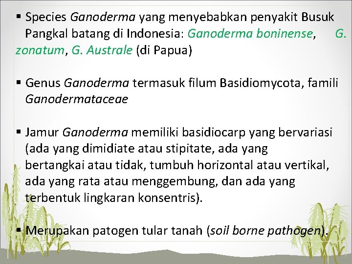 § Species Ganoderma yang menyebabkan penyakit Busuk Pangkal batang di Indonesia: Ganoderma boninense, G.