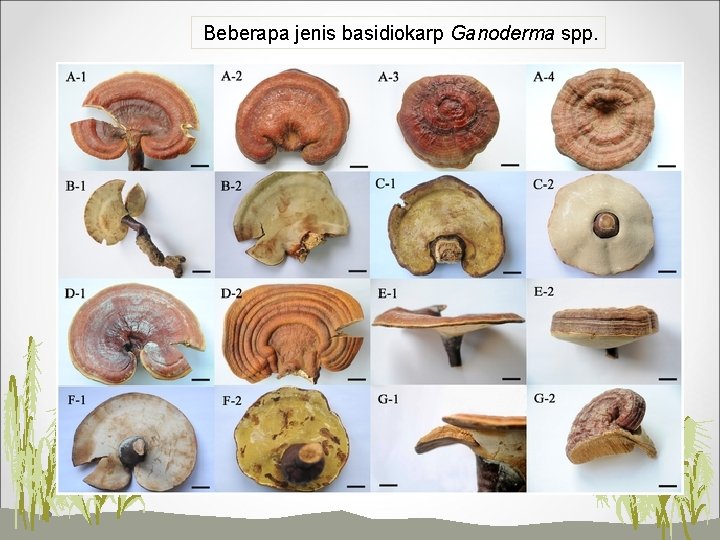 Beberapa jenis basidiokarp Ganoderma spp. 
