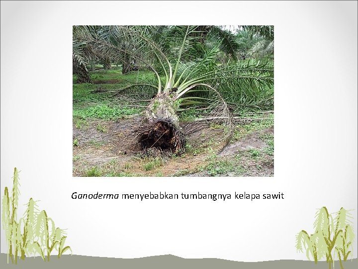 Ganoderma menyebabkan tumbangnya kelapa sawit 
