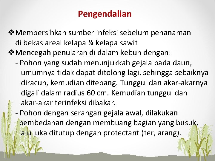 Pengendalian v. Membersihkan sumber infeksi sebelum penanaman di bekas areal kelapa & kelapa sawit