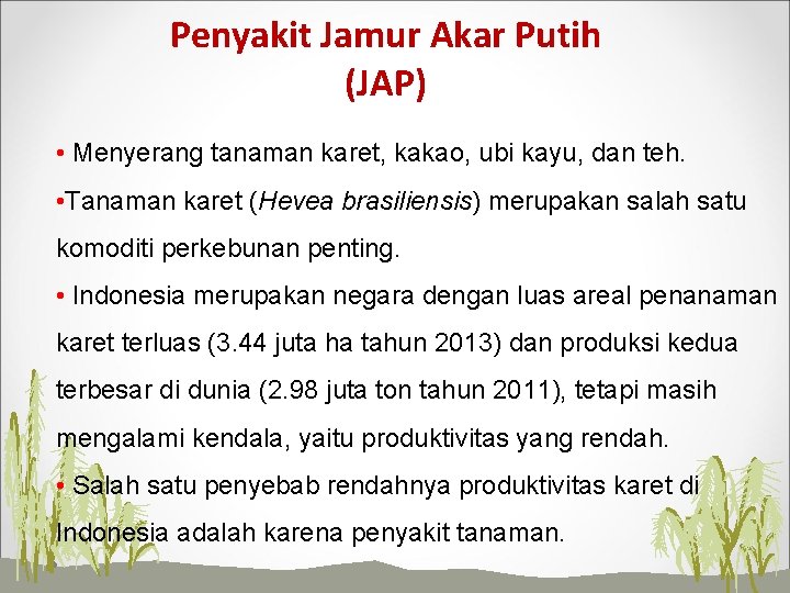 Penyakit Jamur Akar Putih (JAP) • Menyerang tanaman karet, kakao, ubi kayu, dan teh.