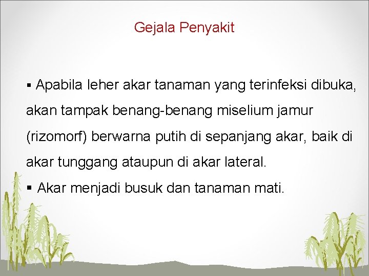 Gejala Penyakit § Apabila leher akar tanaman yang terinfeksi dibuka, akan tampak benang-benang miselium