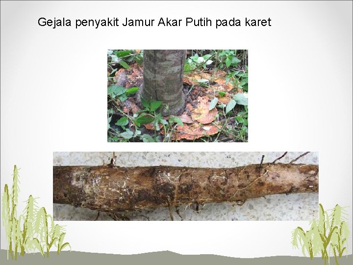 Gejala penyakit Jamur Akar Putih pada karet 