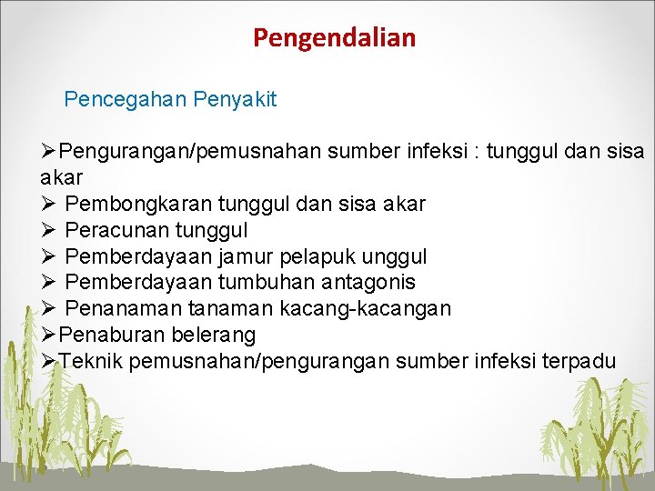 Pengendalian Pencegahan Penyakit ØPengurangan/pemusnahan sumber infeksi : tunggul dan sisa akar Ø Pembongkaran tunggul