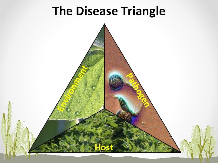 n En v ge iro tho nm Pa en t The Disease Triangle Host