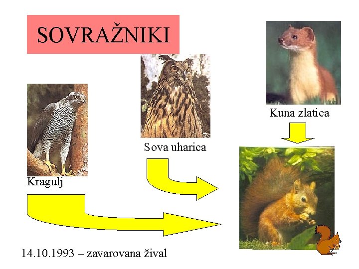SOVRAŽNIKI Kuna zlatica Sova uharica Kragulj 14. 10. 1993 – zavarovana žival 