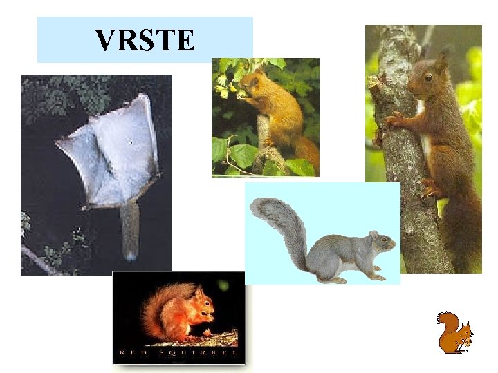VRSTE 