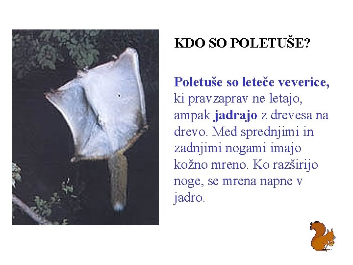 KDO SO POLETUŠE? Poletuše so leteče veverice, ki pravzaprav ne letajo, ampak jadrajo z