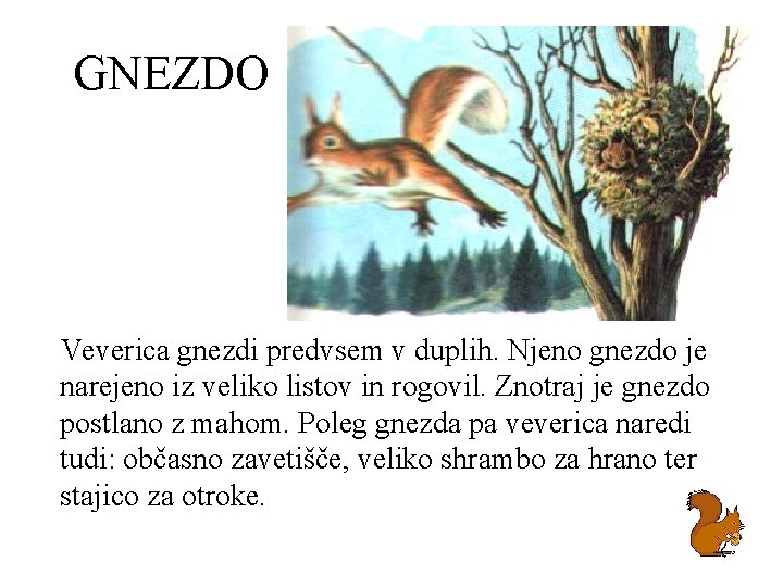 GNEZDO Veverica gnezdi predvsem v duplih. Njeno gnezdo je narejeno iz veliko listov in