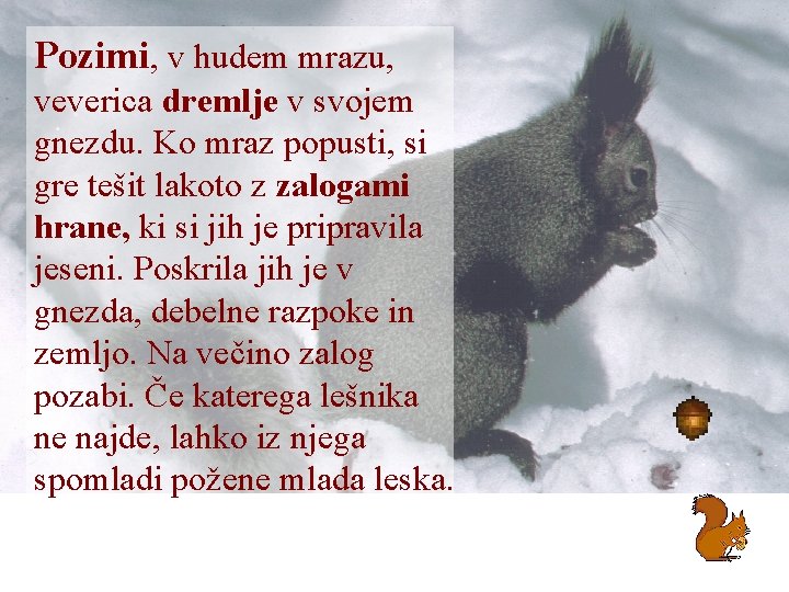 Pozimi, v hudem mrazu, veverica dremlje v svojem gnezdu. Ko mraz popusti, si gre