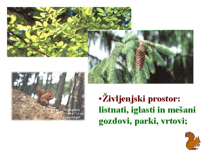  • Življenjski prostor: listnati, iglasti in mešani gozdovi, parki, vrtovi; 