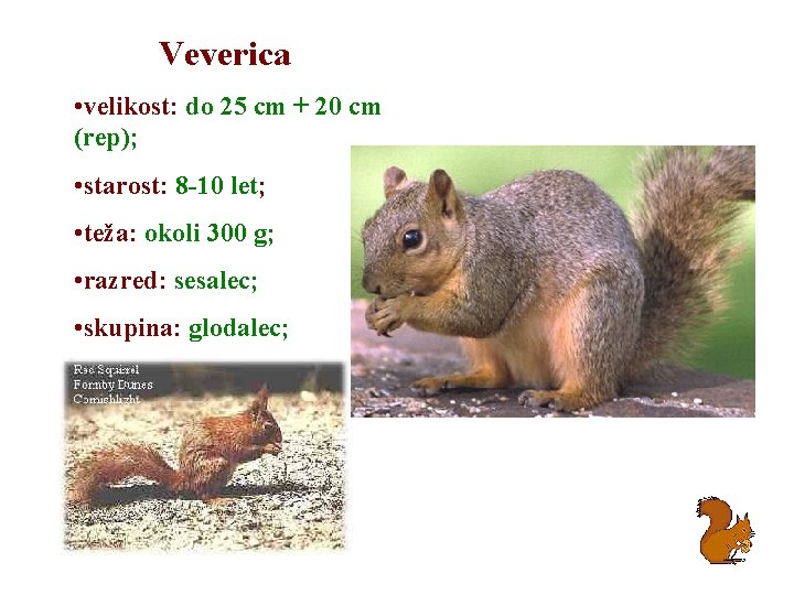 Veverica • velikost: do 25 cm + 20 cm (rep); • starost: 8 -10
