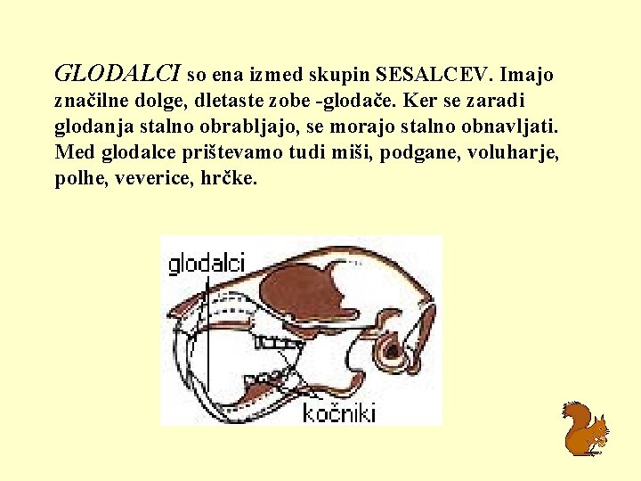 GLODALCI so ena izmed skupin SESALCEV. Imajo značilne dolge, dletaste zobe -glodače. Ker se