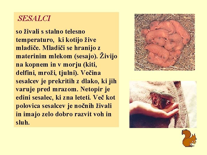 SESALCI so živali s stalno telesno temperaturo, ki kotijo žive mladiče. Mladiči se hranijo