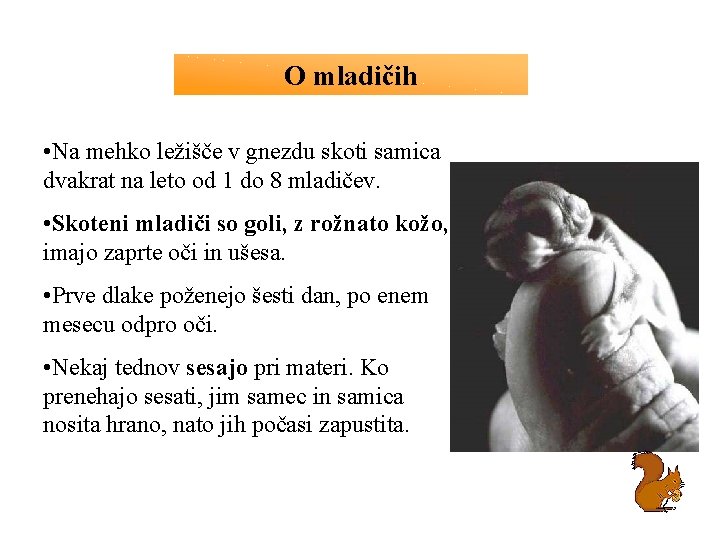 O mladičih • Na mehko ležišče v gnezdu skoti samica dvakrat na leto od