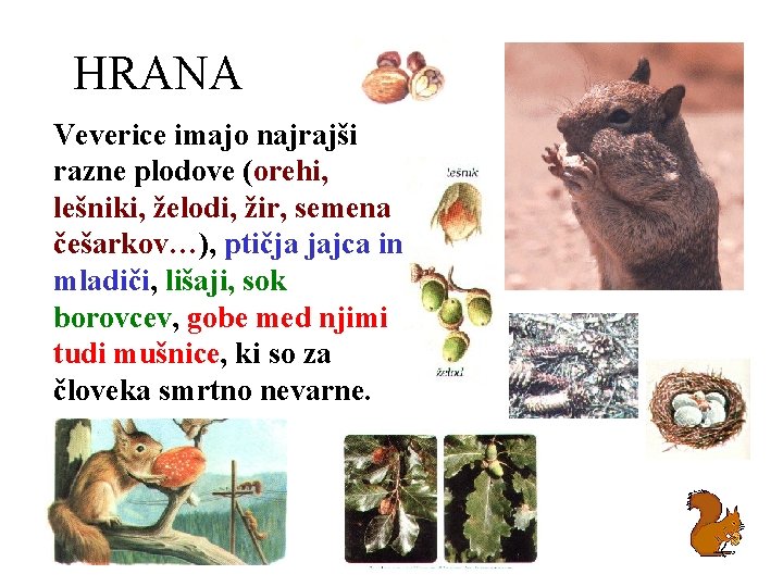 HRANA Veverice imajo najrajši razne plodove (orehi, lešniki, želodi, žir, semena češarkov…), ptičja jajca