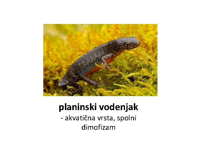 planinski vodenjak - akvatična vrsta, spolni dimofizam 