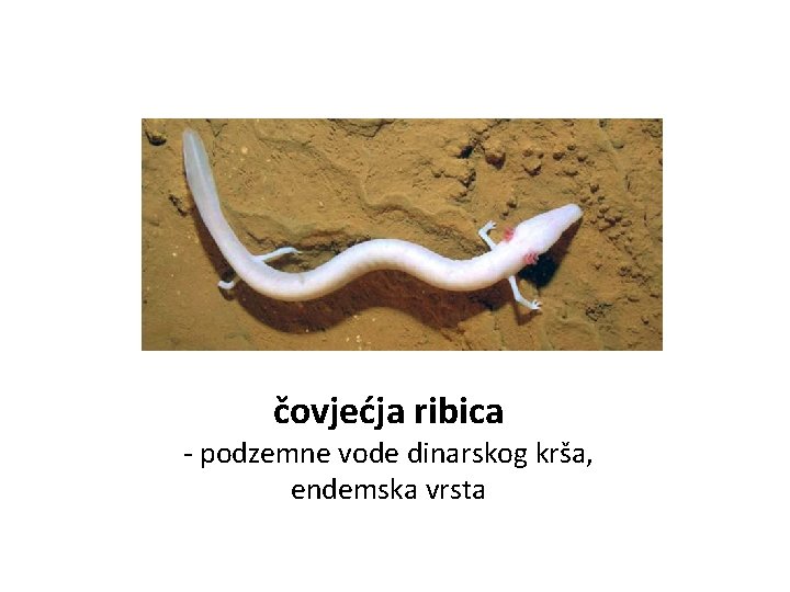 čovjećja ribica - podzemne vode dinarskog krša, endemska vrsta 