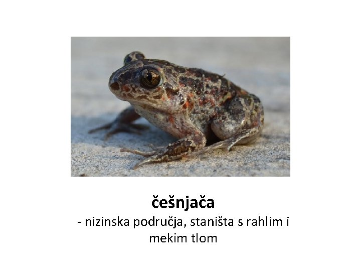 češnjača - nizinska područja, staništa s rahlim i mekim tlom 